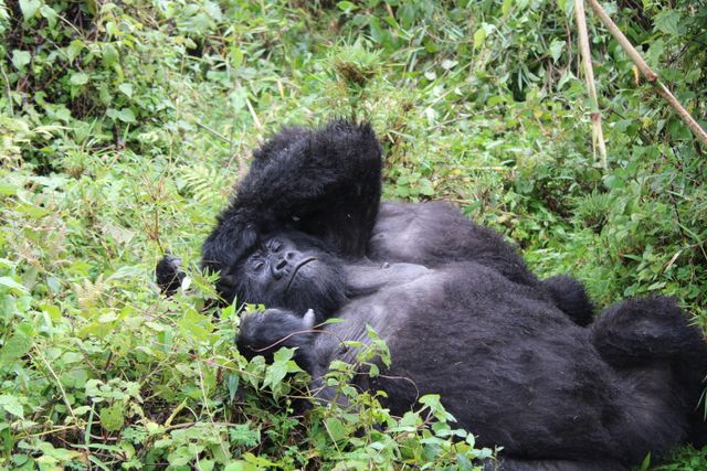 Bwindi Impenetrable Forest